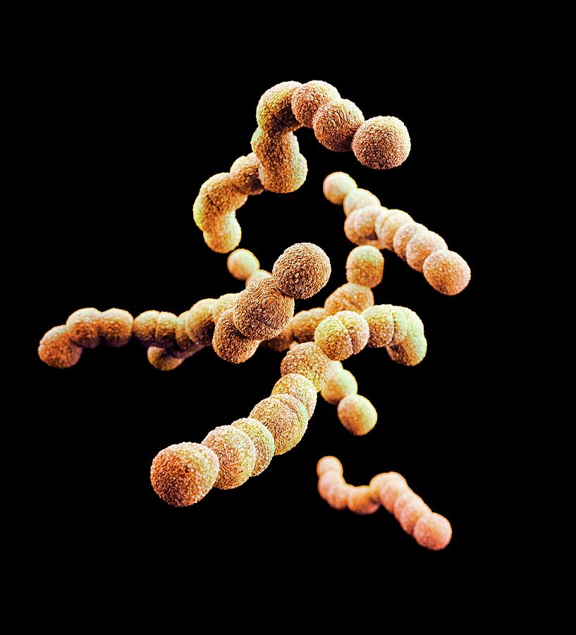 Drug-resistant Streptococcus Bacteria #4 Photograph by Cdc/ Melissa Brower