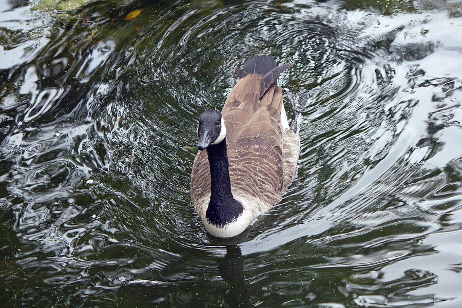 Duck #4 Photograph by Susan Jensen