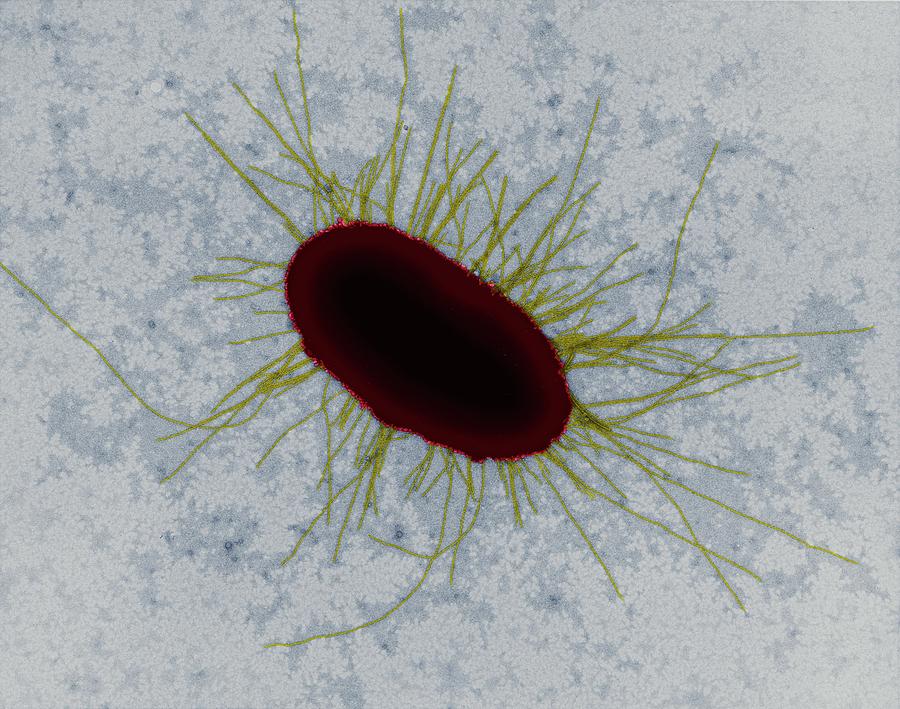 E Coli With Fimbriae Photograph By Dennis Kunkel Microscopyscience Photo Library 3126