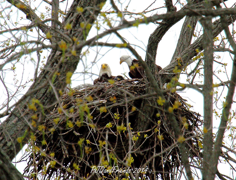 Eagle Nesting #4 Photograph by PJQandFriends Photography