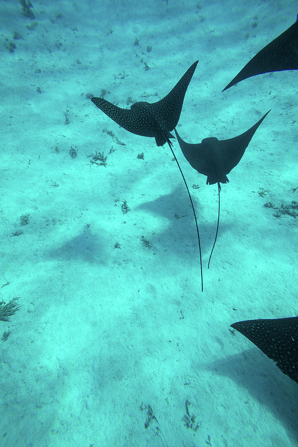 Eagle Rays Swimming In The Pacific #4 Photograph by Panoramic Images