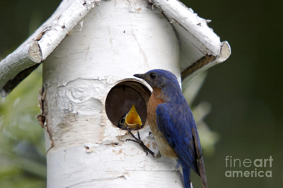 Eastern Bluebird #4 Photograph by Linda Freshwaters Arndt