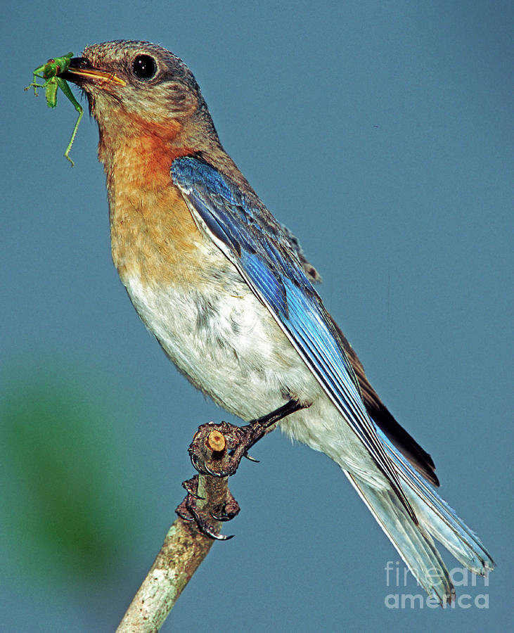 Bluebird Photograph - Eastern Bluebird #4 by Millard H. Sharp