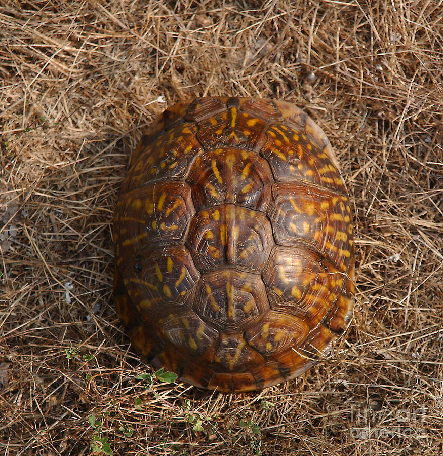 Eastern Box Turtle Photograph by Susan Leavines - Fine Art America