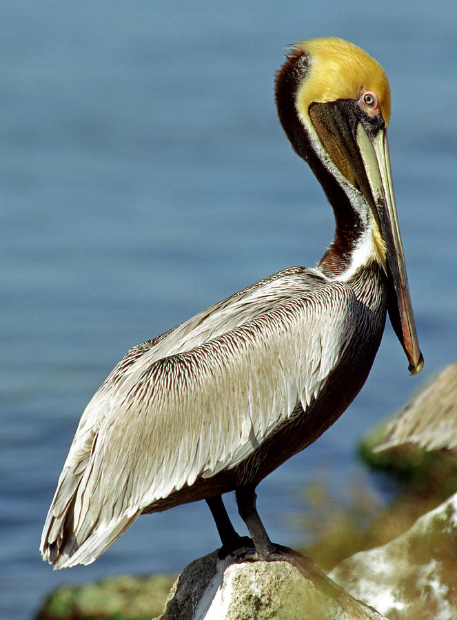 Eastern Brown Pelican Photograph By Millard H. Sharp 