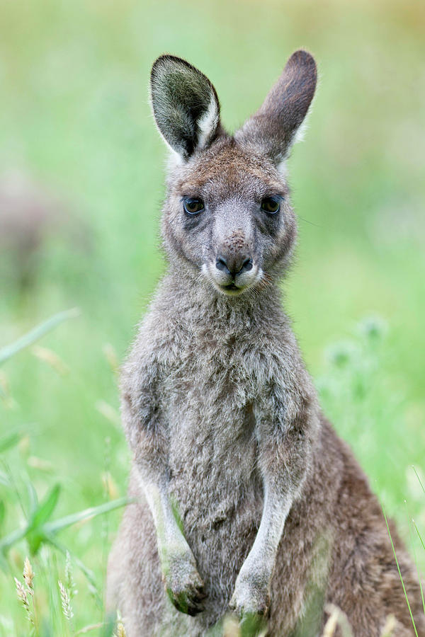 Eastern Grey Kangaroo Macropus Photograph By Martin Zwick Fine Art America 8836