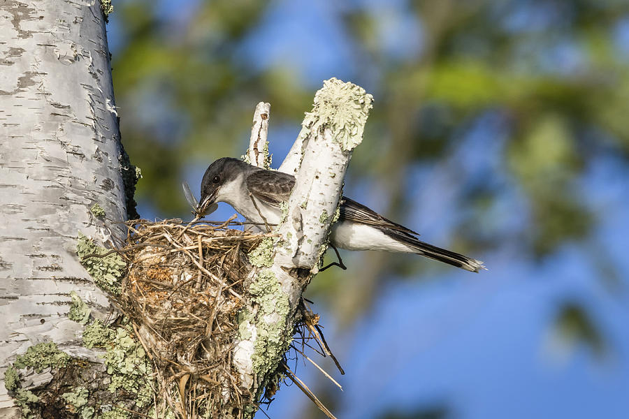 Eastern Kingbird At Nest Site #4 Photograph by Linda Arndt