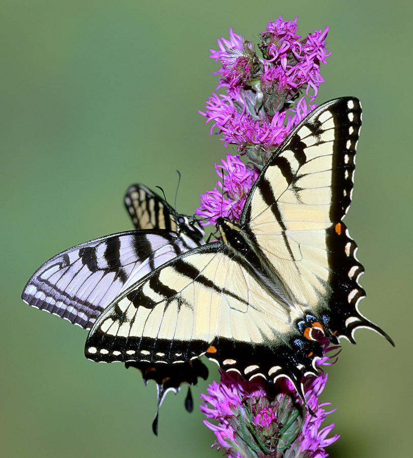 Eastern Tiger Swallowtail Butterflies #4 Photograph by Millard H. Sharp