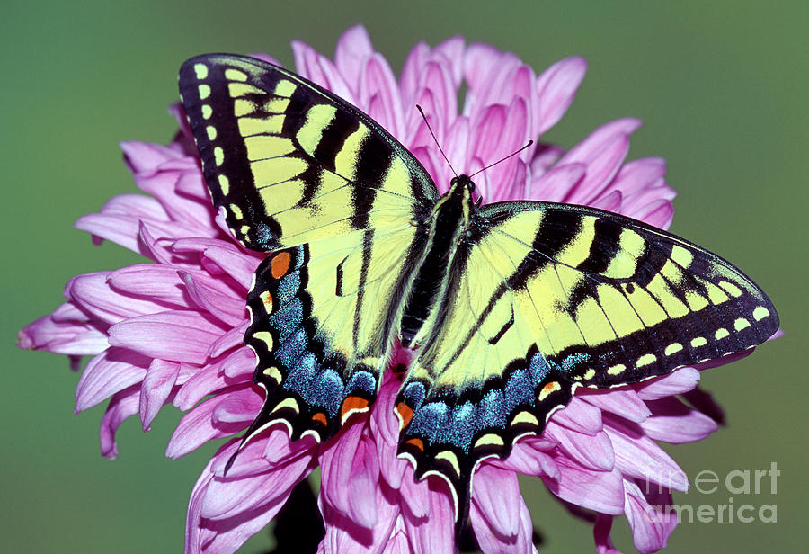 Eastern Tiger Swallowtail Butterfly #4 Photograph by Millard H. Sharp