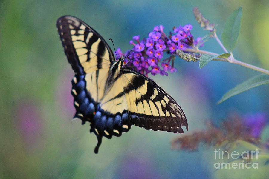Eastern Tiger Swallowtail Butterfly on Butterfly Bush #6 Photograph by Karen Adams