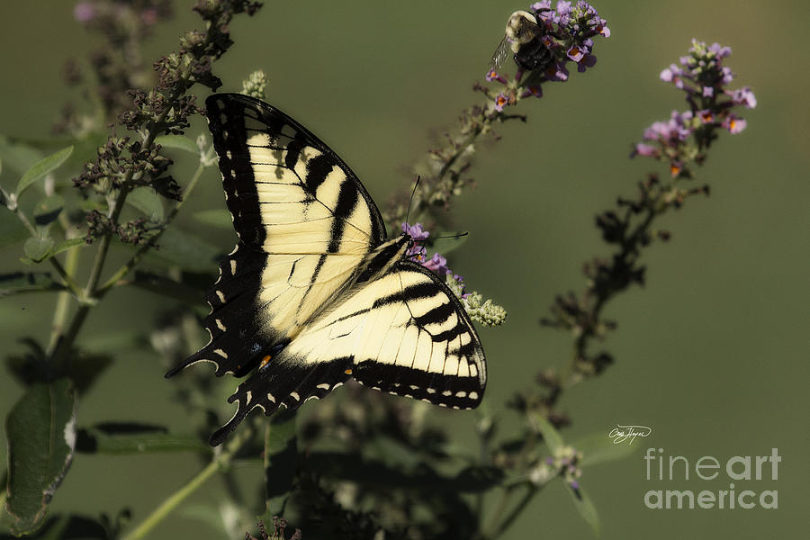 Eastern Tiger Swallowtail Series Photograph