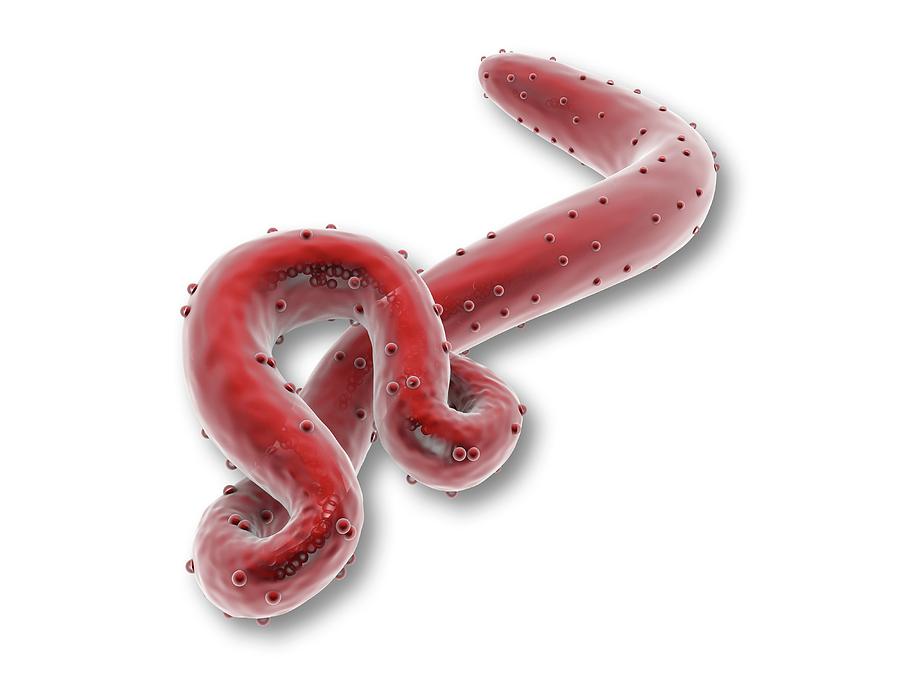 Ebola Virus #4 Photograph by Alfred Pasieka
