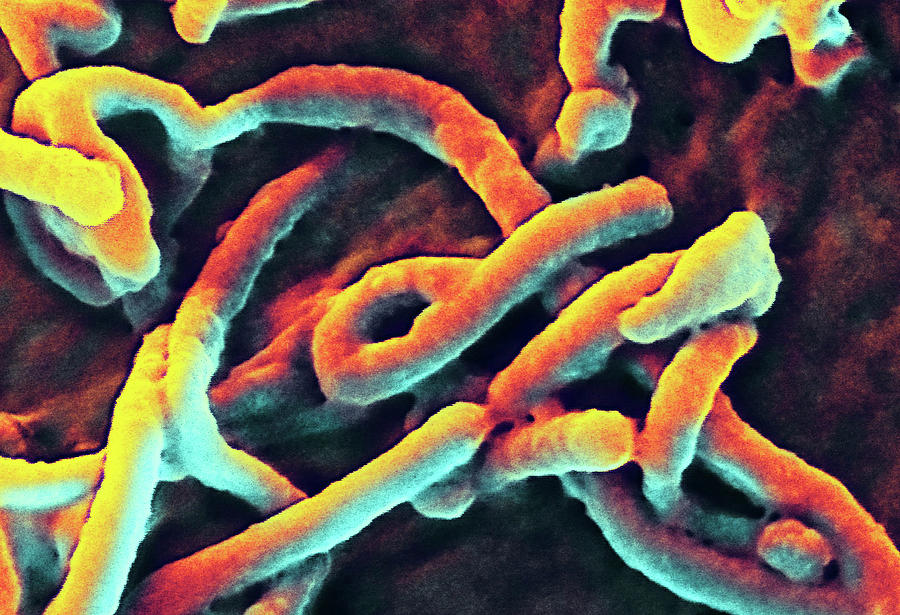 Ebola Photograph - Ebola Virus Budding From Cell #4 by National Institutes Of Health/niaid