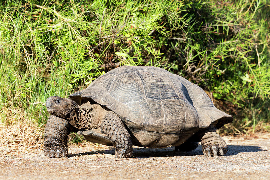 Ecuador, Galapagos Islands, Isabela Photograph by Ellen Goff - Fine Art ...