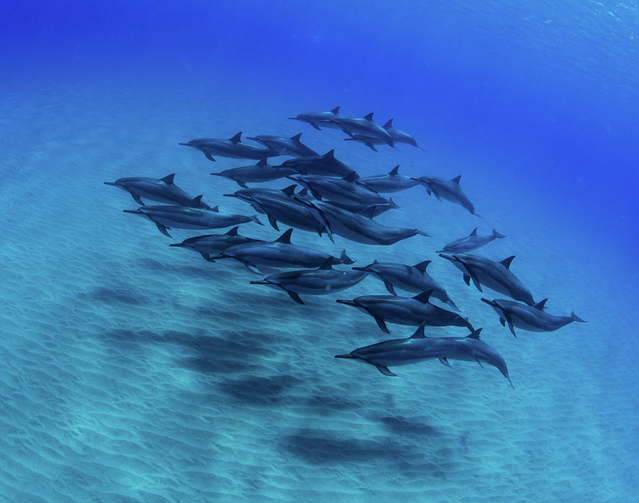 Elevated View Of School Of Dolphins #4 Photograph by Panoramic Images