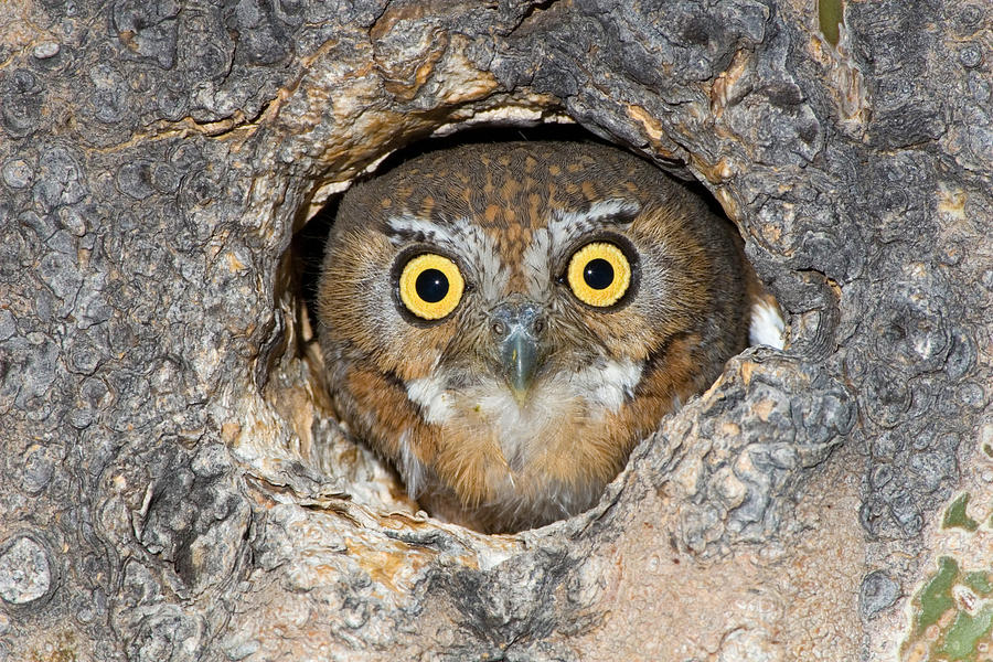 Elf Owl Nesting In Tree Cavity #4 Photograph by Craig K. Lorenz