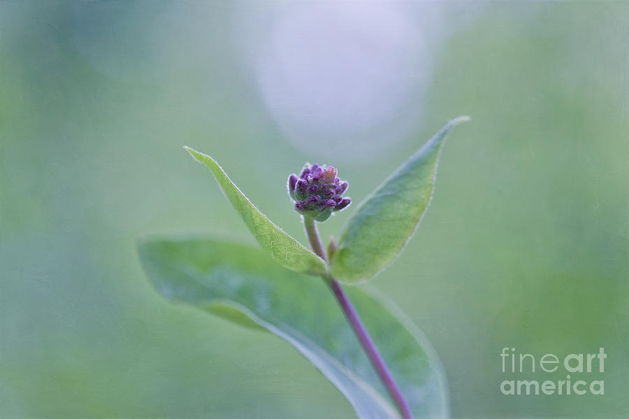 Spring Photograph - Embracing the light by Maria Ismanah Schulze-Vorberg