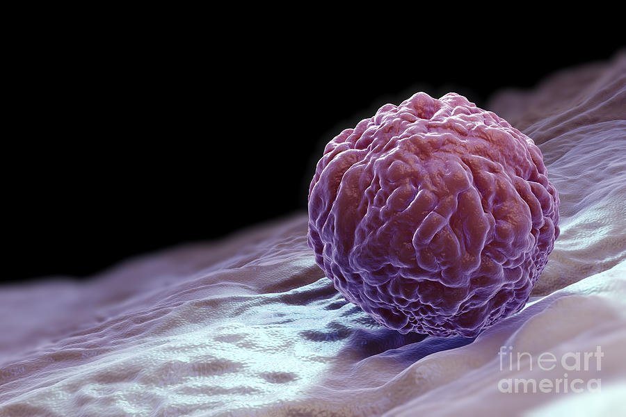 Embryonic Stem Cell #4 Photograph by Science Picture Co