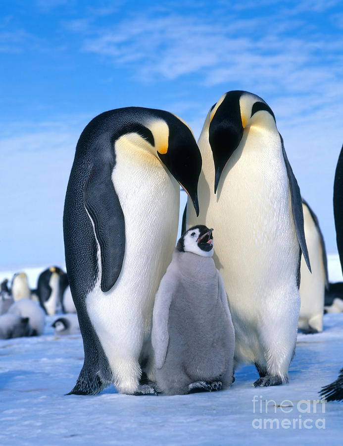 Emperor Penguin Aptenodytes Forsteri Photograph by Hans Reinhard