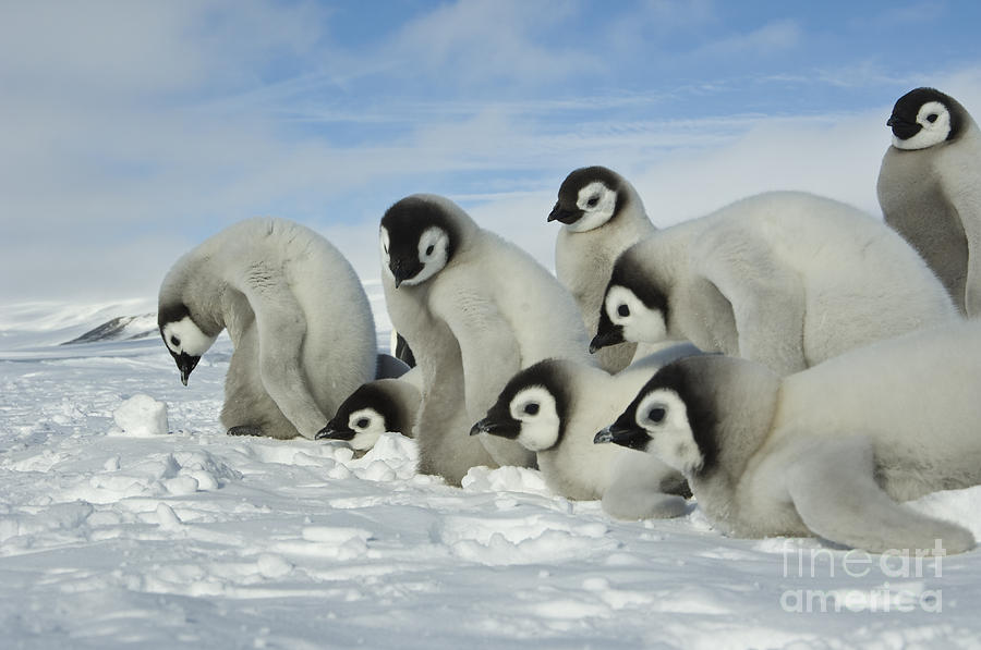 Penguin Photograph - Emperor Penguin Chicks #9 by John Shaw