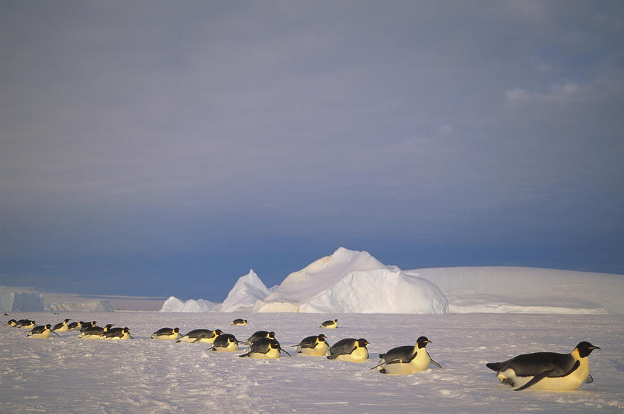 Emperor Penguins Tobogganing Antarctica #4 Photograph by Tui De Roy