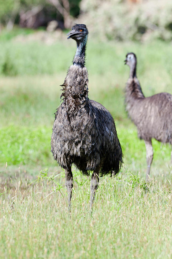 Emu Photograph - Emu (dromaius Novaehollandiae #4 by Martin Zwick