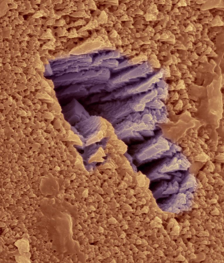 Emu Photograph - Emu Eggshell Surface #4 by Dennis Kunkel Microscopy/science Photo Library