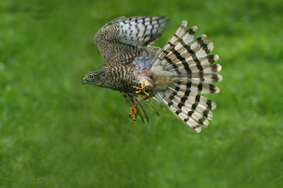 Hawk Photograph - Epervier Deurope Accipiter Nisus #4 by Gerard Lacz
