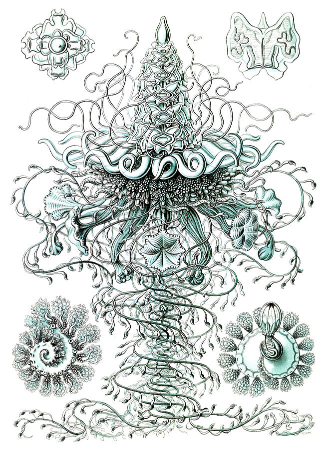 Ernst Haeckel Siphonophorae Hydrozoa - 