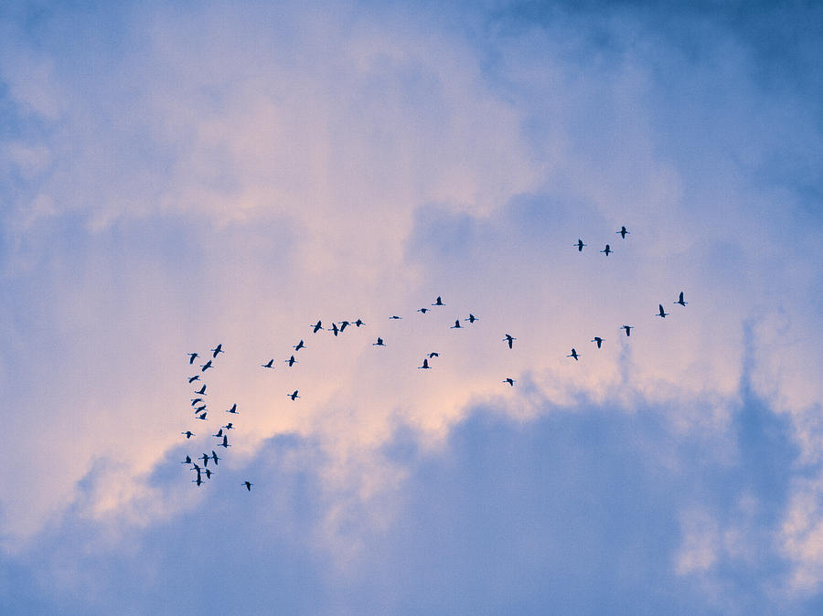 Eurasian Cranes #4 Photograph by Jouko Lehto