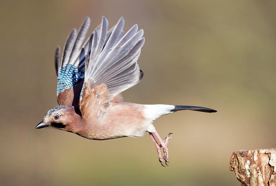 Eurasian Jay Photograph by John Devries/science Photo Library - Fine ...