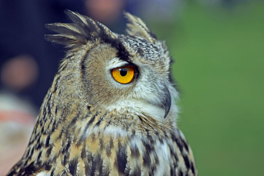 European Eagle Owl #4 Photograph by Tony Murtagh
