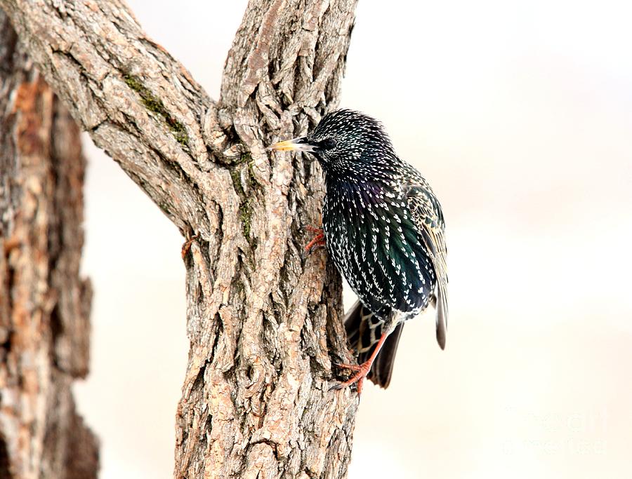 European Starling #4 Photograph by Jack R Brock