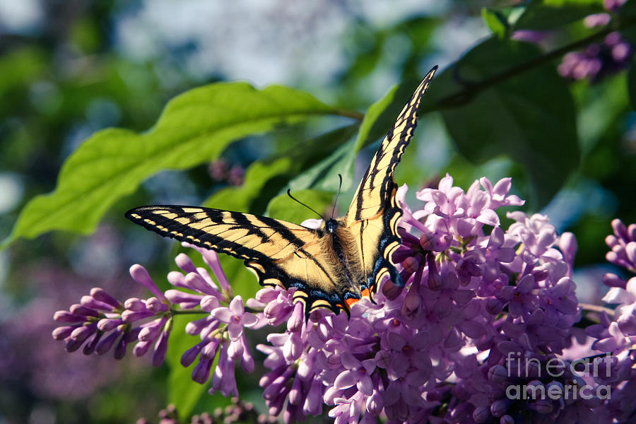 Butterfly Photograph - Expectation of the Dawn #2 by Sharon Mau