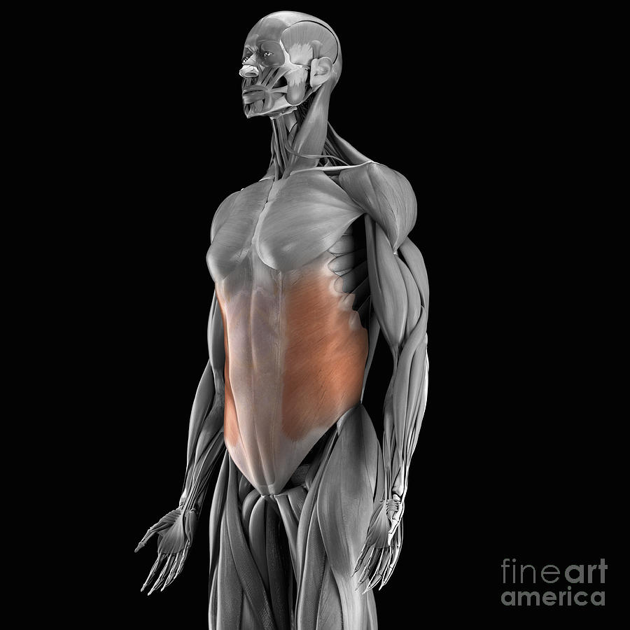 The External Abdominal Obliques: 3D Anatomy Model