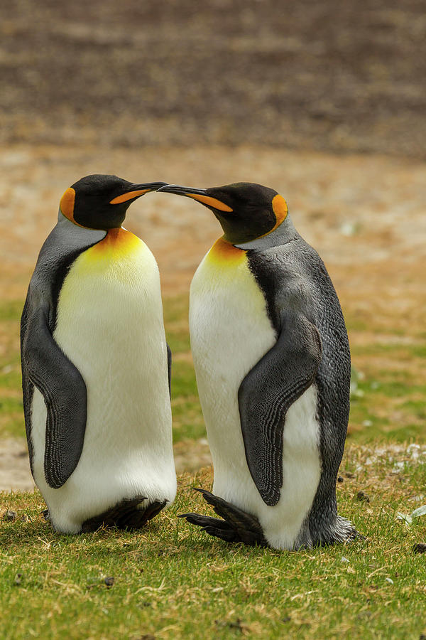 Avian Photograph - Falkland Islands, East Falkland #4 by Jaynes Gallery