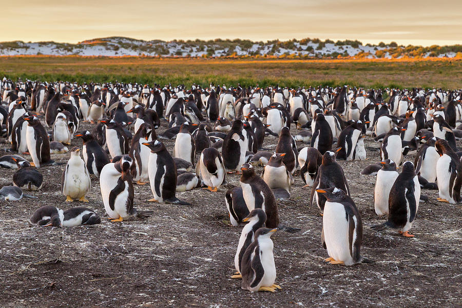 Falkland Islands, Sea Lion Island #4 Photograph by Jaynes Gallery
