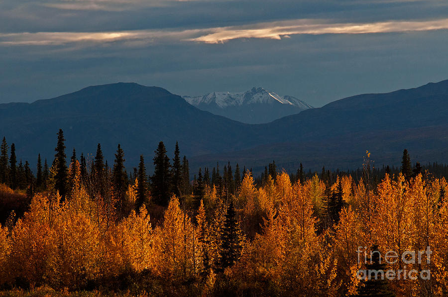 Fall Colors, Alaska #4 Photograph by Mark Newman