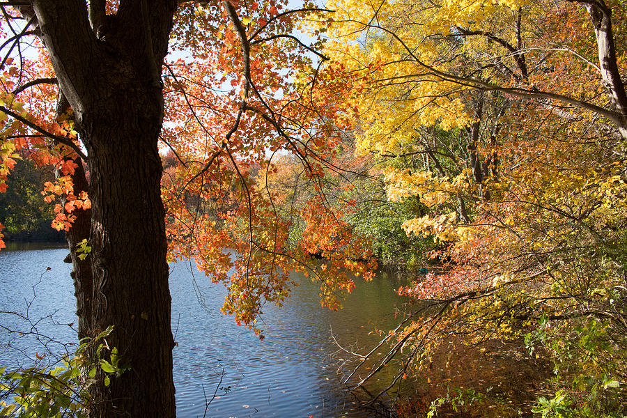Fall Foliage  #4 Photograph by Susan Jensen