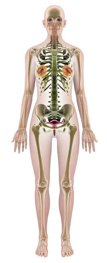 Skeleton Photograph - Female Anatomy #4 by Medi-mation/science Photo Library