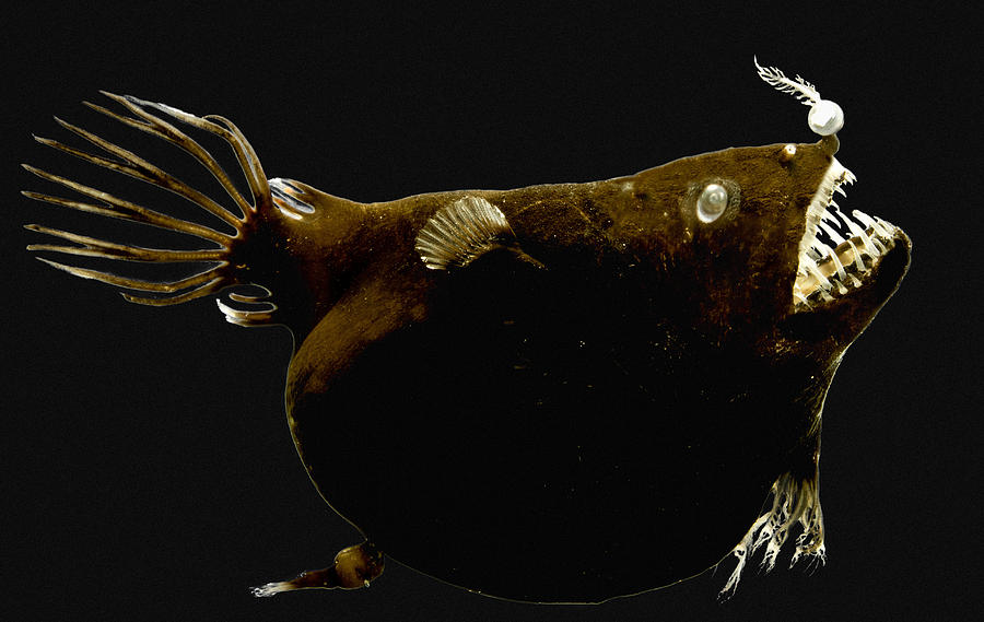 Anglerfish