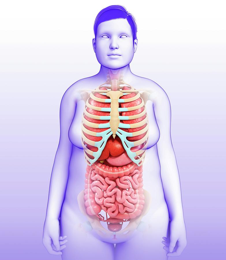 Female body map - Stock Image - P870/0111 - Science Photo Library