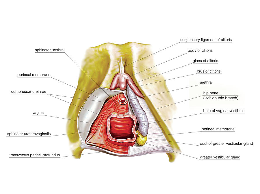 Female Genital System #4 Photograph by Asklepios Medical Atlas