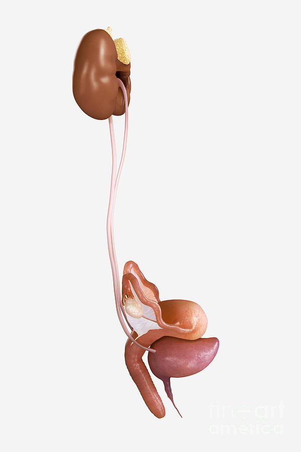 Reproductive System Photograph - Female Genitourinary System #4 by Science Picture Co