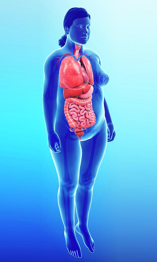 Illustration Of Woman S Internal Organs Illustration Of Female Internal Organs Photograph By