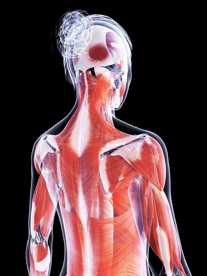 Female Muscular System Photograph By Sebastian Kaulitzki Pixels