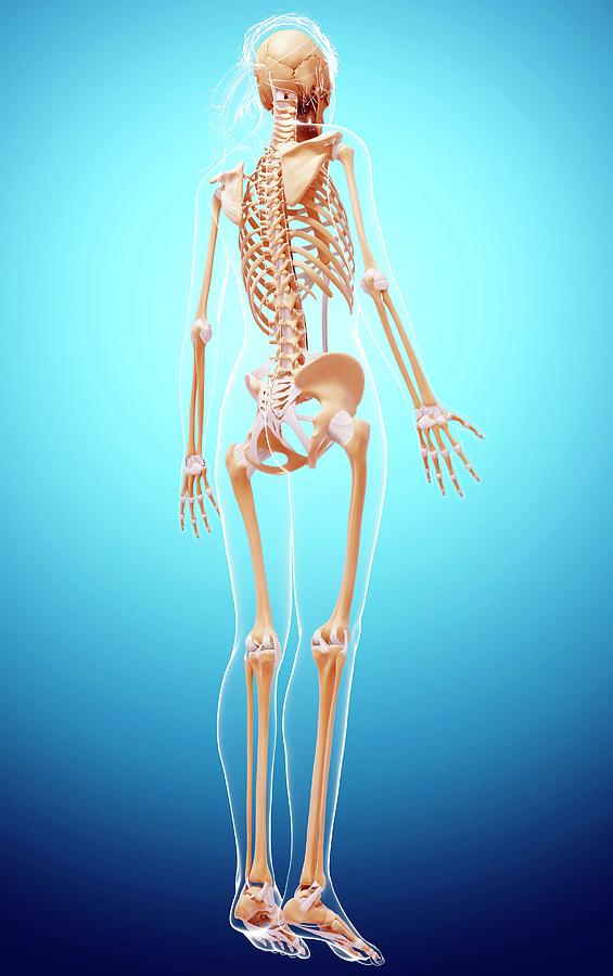 Female Skeleton #4 Photograph by Pixologicstudio/science Photo Library