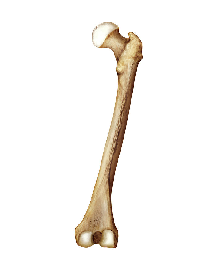 Femur #4 Photograph by Asklepios Medical Atlas - Fine Art America