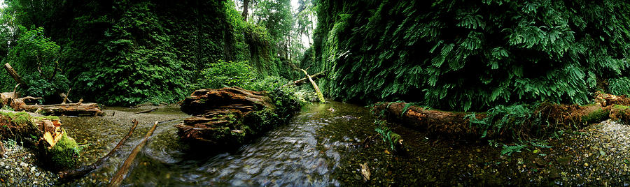 Redwood National Park Photograph - Fern Canyon And Gold Bluff Beach #4 by Panoramic Images