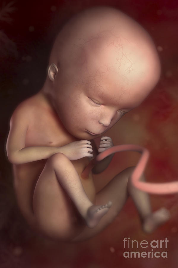 Fetus In Utero Week 15 #4 Photograph by Science Picture Co